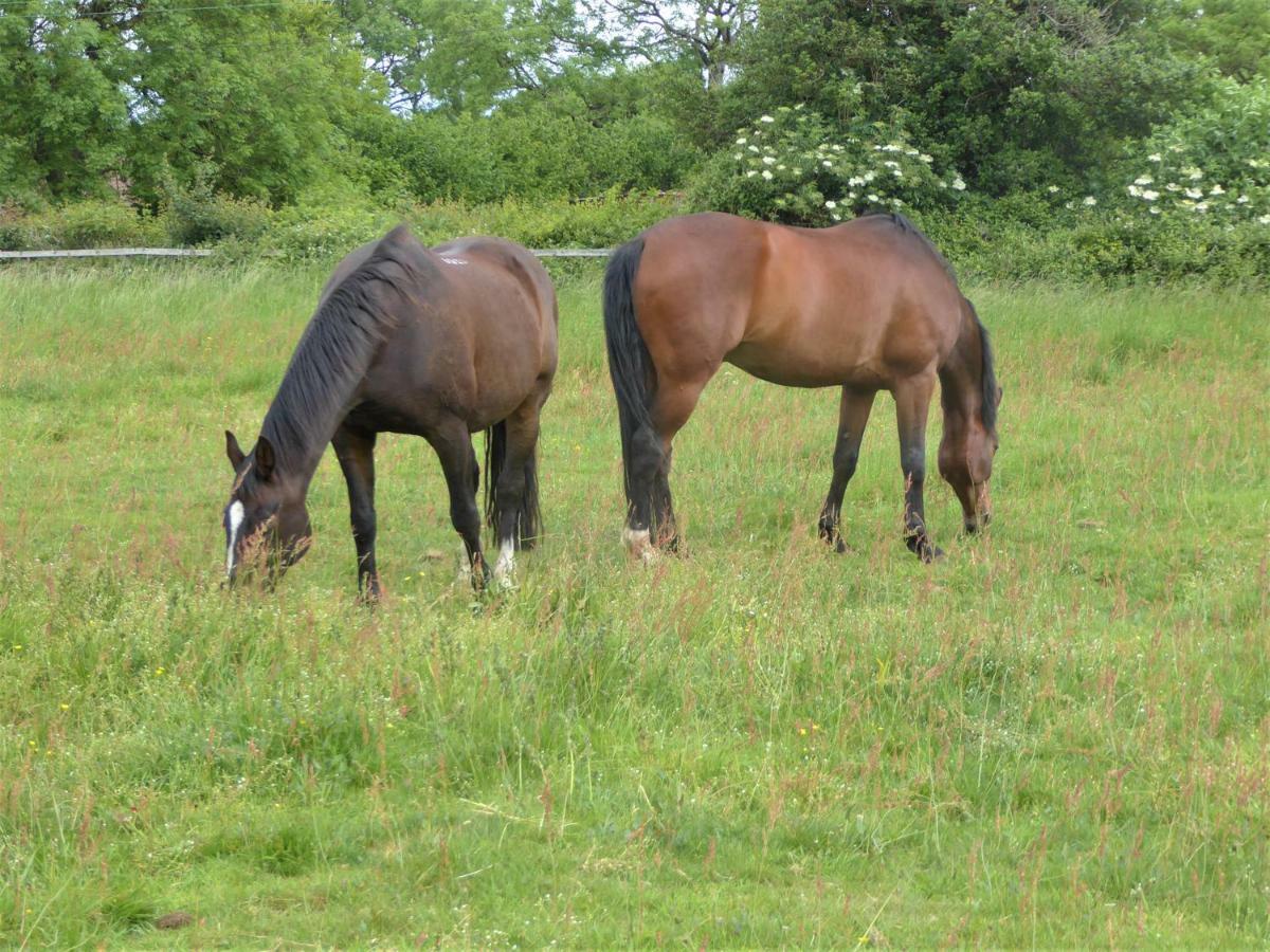 Stable Cottage Winscombe Buitenkant foto